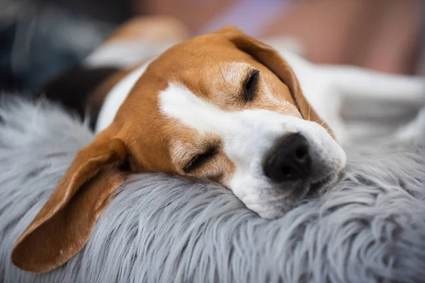 Portrait of Adult male beagle dog sleeping outdoors on sofa —  Fotos de Stock