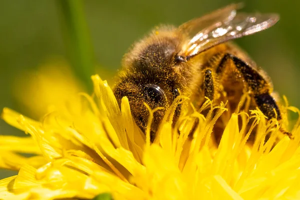 Detalhe close-up de abelha, Apis Mellifera, europeu, abelha mel ocidental coberto de pólen amarelo. — Fotografia de Stock