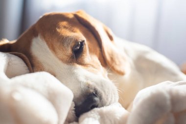Yastığında uyuyan yetişkin erkek av köpeği. Yüzeyin derinliği. Köpek teması