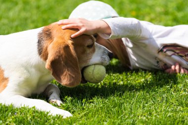 Mutlu küçük kız bahçede av köpeğiyle oynuyor. Güneşli bir yaz gününde yeşil çimlerde bir Beagle ile dört yaşında bir kız.