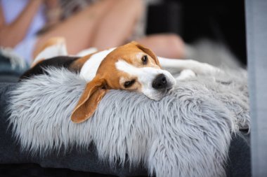 Açık havada uyuyan yetişkin erkek av köpeğinin portresi. Köpek arkaplan teması