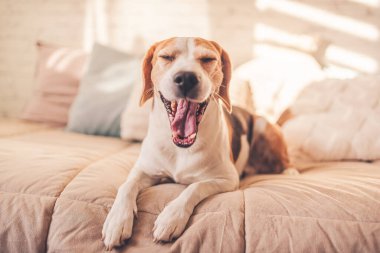 Sevimli av köpeği, yatağın içine uzanıp esniyor. Köpek teması