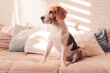Güneşli aydınlık odada, yatakta tatlı bir av köpeği. Seçici odak arkaplanı