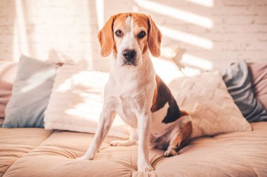 Güneşli aydınlık odada, yatakta tatlı bir av köpeği. Seçici odak arkaplanı