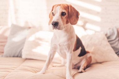 Güneşli aydınlık odada, yatakta tatlı bir av köpeği. Seçici odak arkaplanı