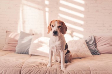 Güneşli aydınlık odada, yatağın üzerinde tatlı bir av köpeği.