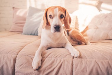 Güneşli aydınlık odada, yatağın üzerinde tatlı bir av köpeği.