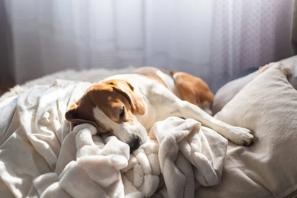大人の男性のビーグル犬は枕の上で寝ている フィールドの浅い深さ 犬のテーマ — ストック写真