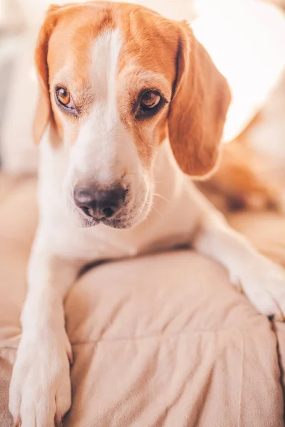 Mignon chien beagle sur le lit dans une chambre lumineuse ensoleillée — Photo