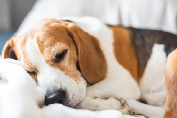 Der Erwachsene Beagle Rüde Schläft Auf Seinem Kopfkissen Geringe Schärfentiefe lizenzfreie Stockfotos