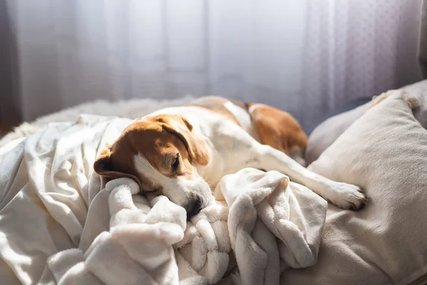 Der Erwachsene Beagle Rüde Schläft Auf Seinem Kopfkissen Geringe Schärfentiefe Stockfoto