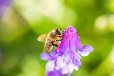 Bal arısı, Latin Apis Mellifera, Avrupai ya da batı bal arısı ortak bir veranda üzerinde ya da tares çiçeği üzerinde oturuyor. Ekin kirliliği kavramı.