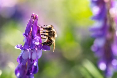 Bal arısı, Latin Apis Mellifera, Avrupai ya da batı bal arısı ortak bir veranda üzerinde ya da tares çiçeği üzerinde oturuyor. Ekin kirliliği kavramı.