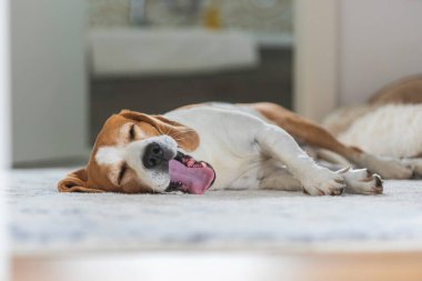 Av köpeği evde yerde uyuyor. Şirin köpek portresi, seçici odak, bulanık arkaplan