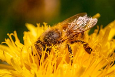 Bal arısı, Apis Mellifera, Avrupalı, Batı bal arısı, sarı karahindiba çiçeğine polen bulaşmış. Seçici odak, mavi arkaplan