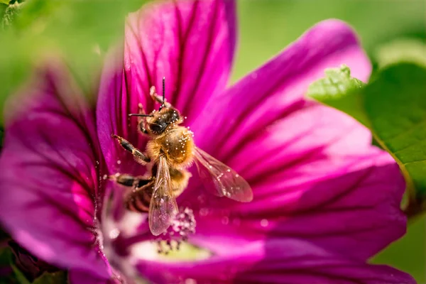Honeybee, european western honey bee sitting on purple flower. Polination of crops concept. Selective focus.