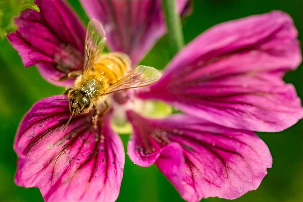 Honeybee, european western honey bee sitting on purple flower. Polination of crops concept. Selective focus.