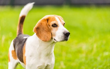 Açık havada yeşil çimlere karşı duran av köpeği. Köpek teması