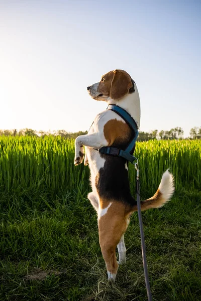 Beagle Dog Stand Two Legs Field Watching Surrounding Dog Background — стоковое фото