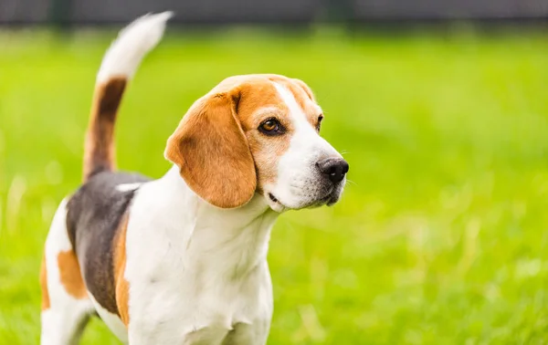 Beagle Dog Outdoors Standing Green Grass Canine Theme — Foto de Stock