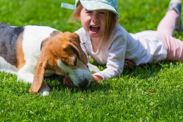 Little Girl Accidentally Bitten Dog While Playing Beagle Dog Garden — Fotografia de Stock