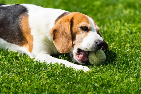 Beagle Dog Eating Tennis Ball Grass Backyard Dog Theme — Stock fotografie