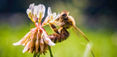 Beyaz yonca çiçeğinin üzerinde bal arısına yaklaşıp polen topluyor.