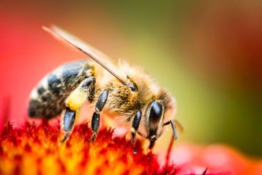 Closeup of Honey bee collecting pollen from red flower. Bee a the green blur background