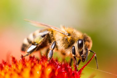 Closeup of Honey bee collecting pollen from red flower. Bee a the green blur background