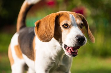Purebred male Beagle dog outdoors running through garden with apple in mouth. Canine Background