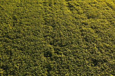 Aerial view of Soybean field. Agriculture concept background