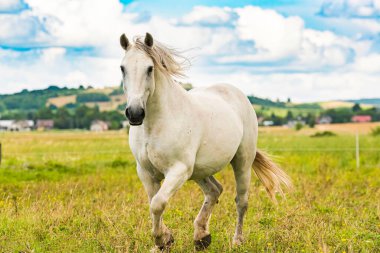 White horse running on green meadow. Horse stud themed background