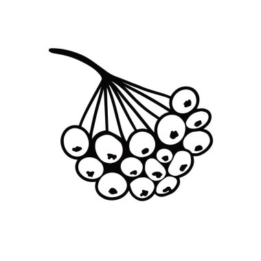 Rowan şubesi. Çilek. Baskı, özgeçmiş, kapak, ambalaj, tebrik kartları, posterler, çıkartmalar, tekstil ve mevsimsel tasarım için vektör ilüstrasyonu. Beyaz arkaplanda izole.