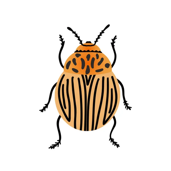 Colorado potato beetle. Vector Illustration for printing, backgrounds, covers, packaging, greeting cards, posters, stickers, textile and seasonal design. Isolated on white background. — Stock Vector