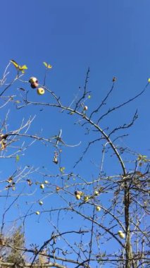 Vnukovo yakınlarında yaşamanın anlamı budur.