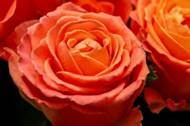 Bir buket başka klarnet gülünün içindeki portakal gülünün yakın plan görüntüsü.