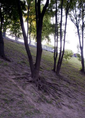 Yüzeyde ağaç kökleri