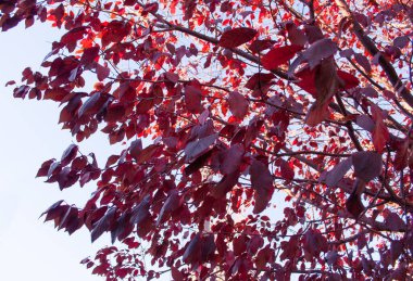 Sonbahar ağaçlarının parlak yaprakları