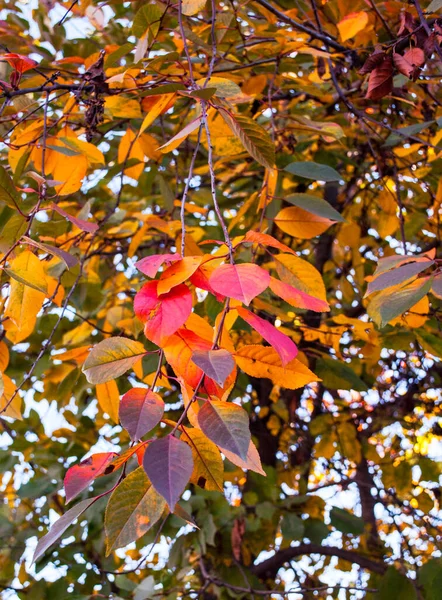 Bright Leaves Autumn Trees — Stock Photo, Image