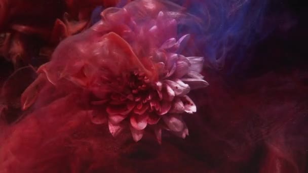 Μελάνι νερό βουτιά λουλούδι σε γκλίτερ ατμό κόκκινο μπλε — Αρχείο Βίντεο