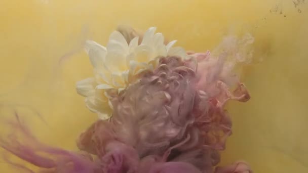 Fiore sotto acqua inchiostro goccia rosa pigmento giallo — Video Stock