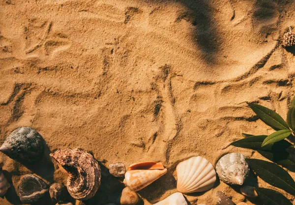 Sommar bakgrund exotisk helg snäckskal sand — Stockfoto