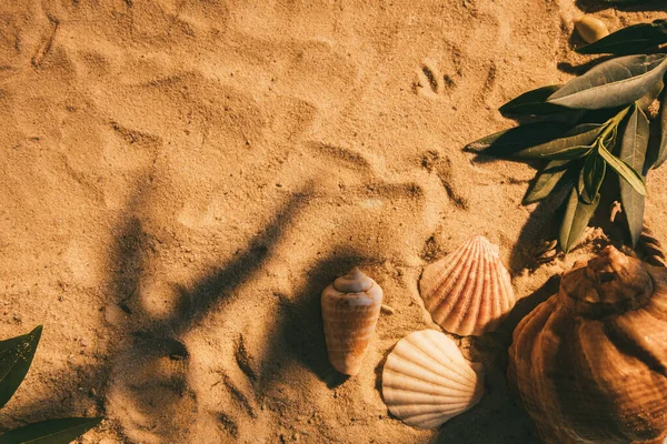 Sommar bakgrund havet semester snäcka sand — Stockfoto