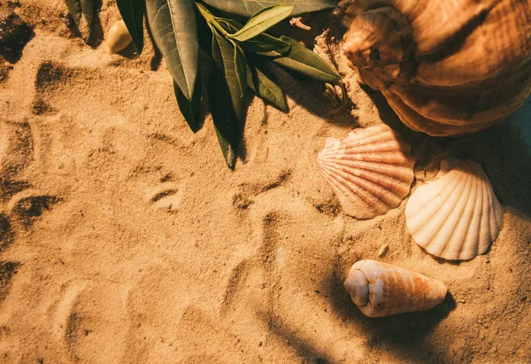 Exotisk bakgrund sommar resor snäckskal sand — Stockfoto