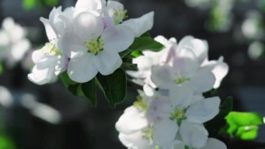 Çiçek açan güzel bahar doğası beyaz çiçek