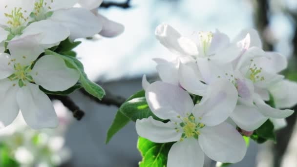 Cherry blossom spring beauty nature flowers petals — Stockvideo