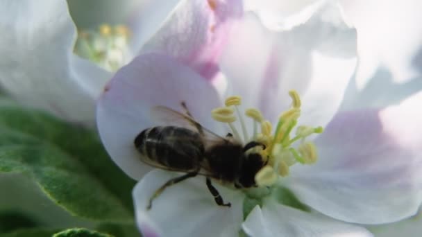 Bee closeup nectar collecting spring pollen flower — стоковое видео