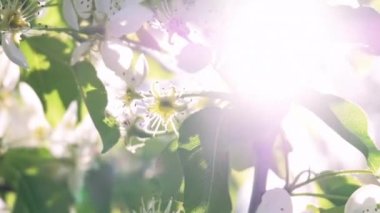 tree blossom spring sunlight flower petals sun