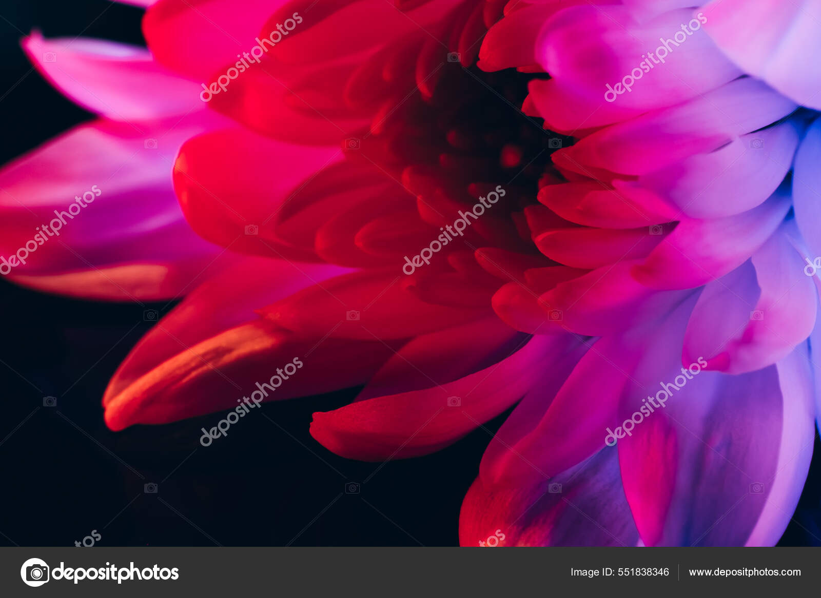 Pink aster flower spring gradient petal Stock Photo by ©golubovy 551838346