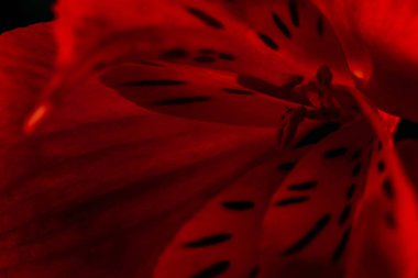 Çiçekli makro portakal rengi kaplan zambak yaprakları.